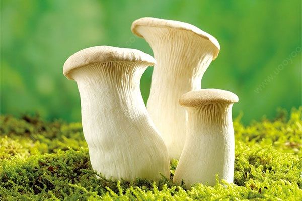 吃蘑菇能减肥吗？蘑菇减肥可以