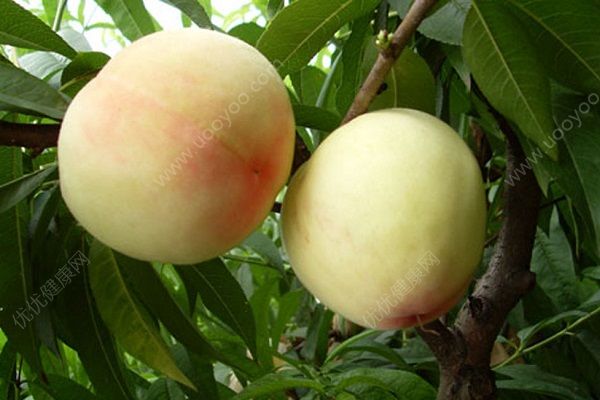 催熟的桃子是什么样的？催熟的