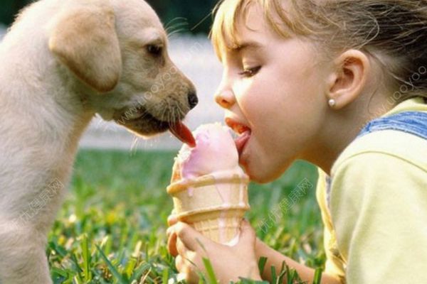 狗可以吃冰淇淋吗？狗狗能吃雪