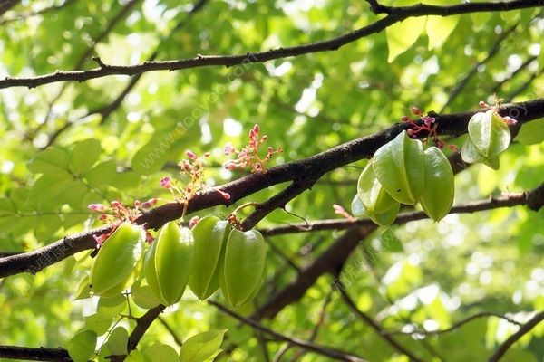 杨桃是酸性还是碱性？杨桃是碱性食物吗？[多图]