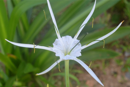 水鬼蕉开花