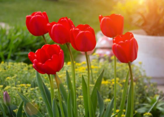 郁金香花期可以移栽吗 花期