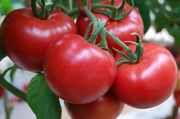 夏天西红柿能放冰箱吗？西红柿怎么保存新鲜不烂？