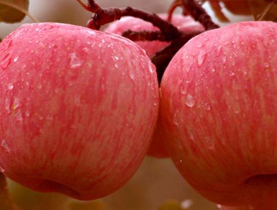 吃苹果可以缓解便秘吗 维生素促进肠胃蠕动,果胶助排