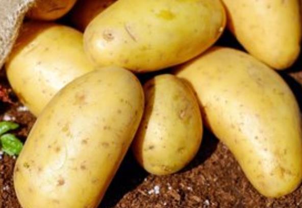 土豆的营养功效与作用 健脾和胃,益气调中,缓急止痛,