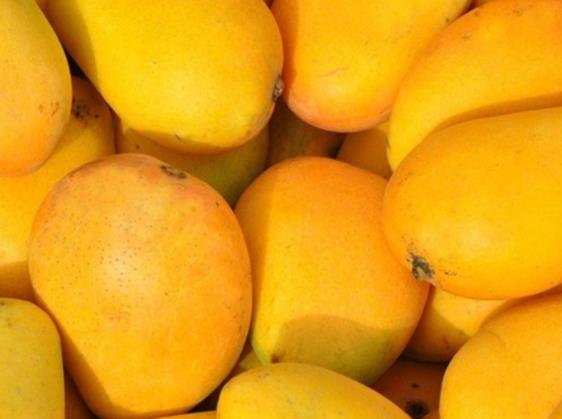 芒果含糖量高吗 32大卡/100克,脂肪16.1%,碳水69.3%