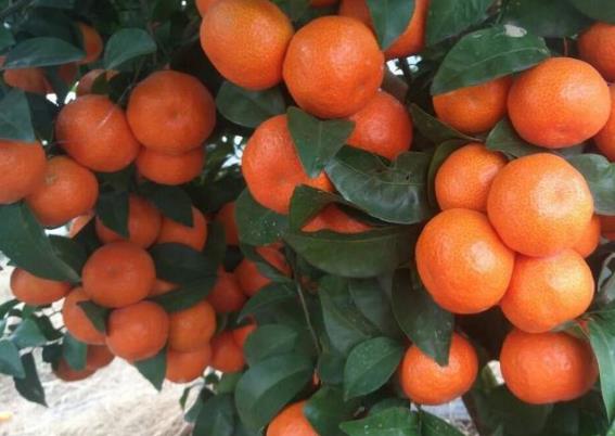 吃橘子会不会变黄 胡萝卜素导致脸色黄,不久恢复