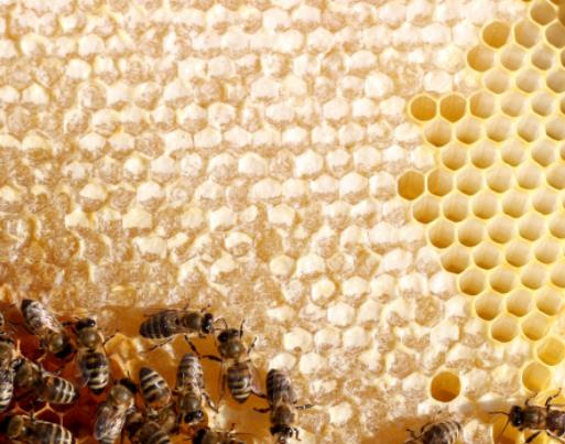 蜂胶的作用与功效是什么 扩