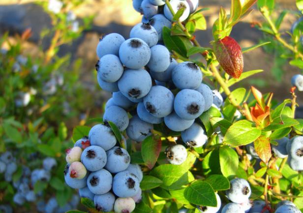 吃蓝莓的禁忌有哪些 性寒,体
