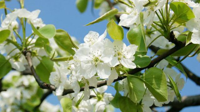 中国十二个月的花神各是什么