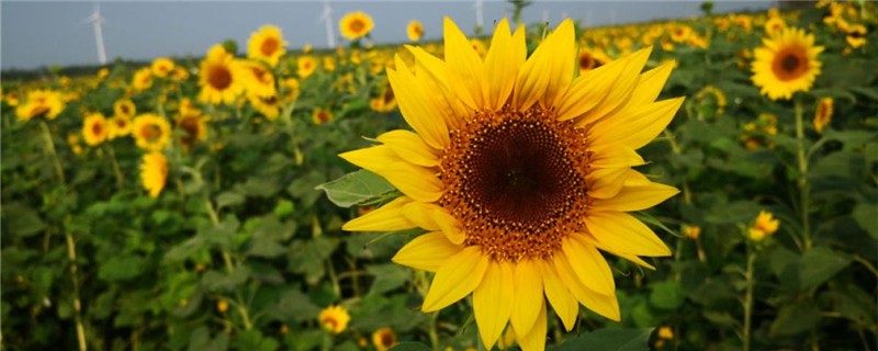 向日葵是什么季节，向日葵怎么