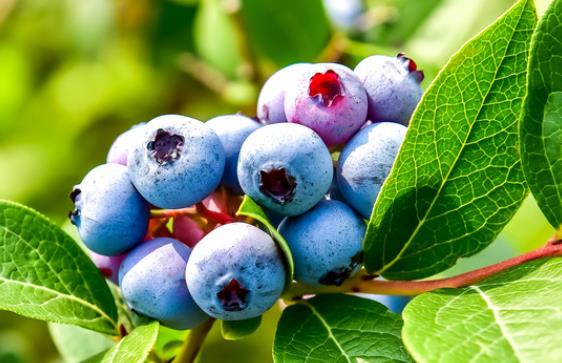 蓝莓是热性还是凉性 性寒,清热去火,体虚脾虚忌吃