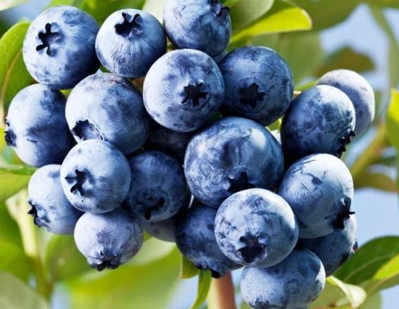 吃蓝莓可以降血糖吗 软化血