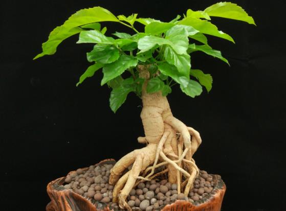 种植幸福树用什么盆 瓦盆,陶