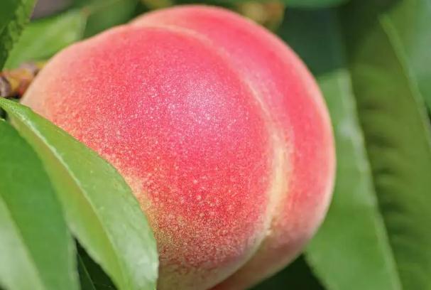 桃子发霉的危害有哪些？吃桃子要注意些什么？