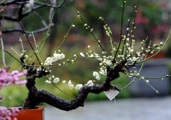 梅花秋天怎么养 控制水分肥