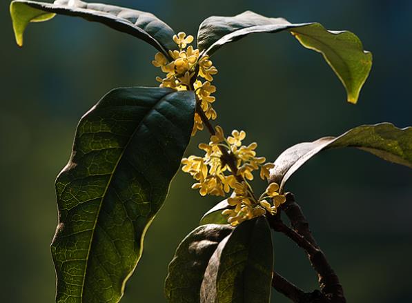 桂花怎样进行嫁接 选砧木接