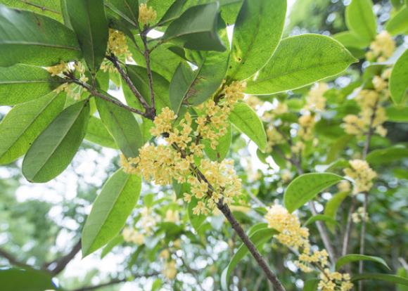 新买的桂花怎么养能成活 检