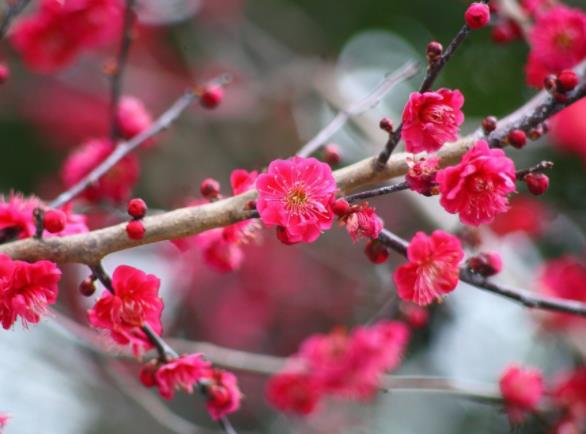 梅花栽种多长时间能成活 冬