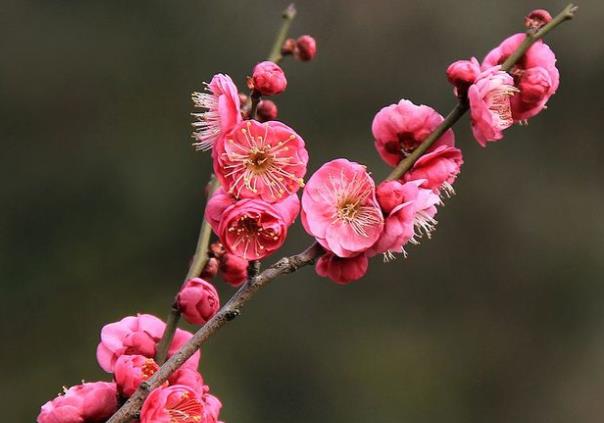 梅花掉叶子是什么原因 合理