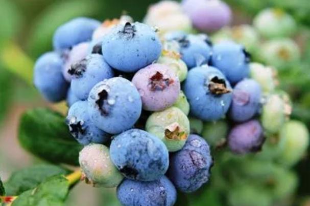 蓝莓干的好处有哪些？怎么判断蓝莓是否新鲜？