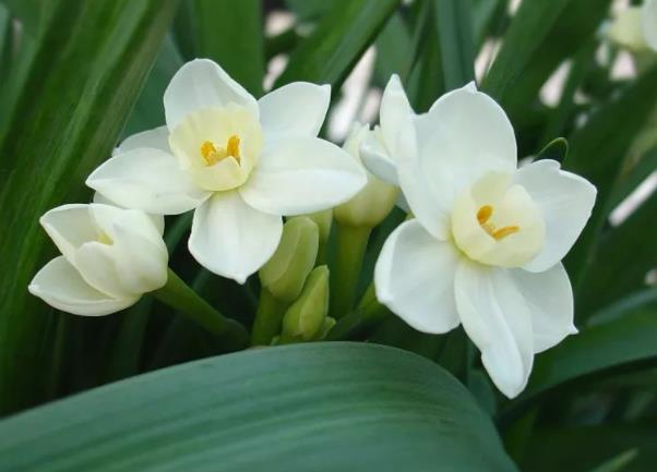 水仙花有毒吗 鳞茎内含拉丁