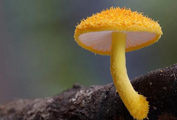 山上采的蘑菇怎样洗才能干净？干蘑菇怎么吃？