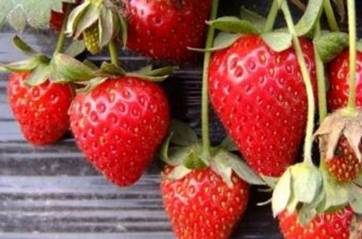 草莓有哪些营养价值？怎么选购