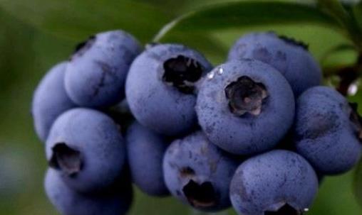 蓝莓有哪些功效和作用？孕妇可