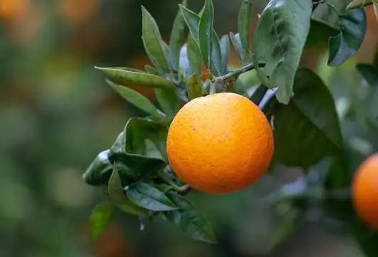 吃橘子注意事项有哪些？吃橘子禁忌事项有哪些？