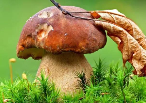蘑菇能与虾仁一起吃吗 吃蘑