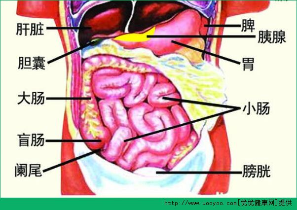 诊脉有什么作用？诊脉和脏腑的联系(2)