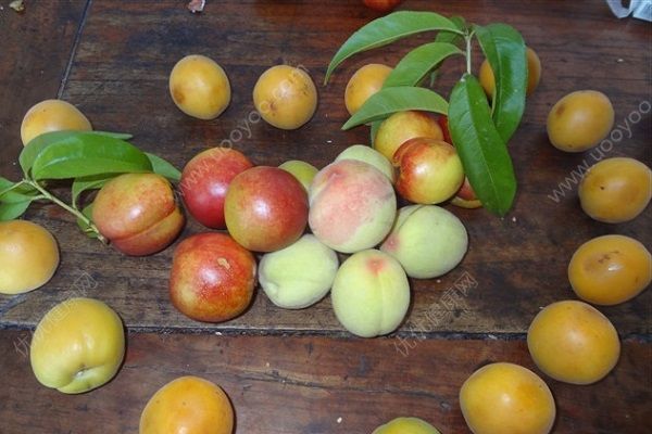 桃子和杏子能一起吃吗？杏子和桃子的区别[多图]