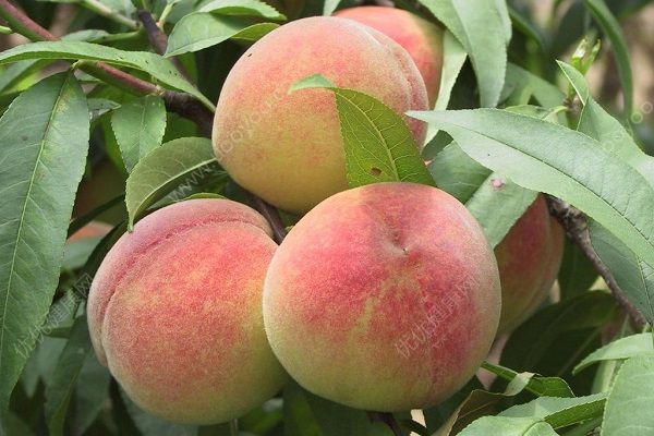 桃子和杏子能一起吃吗？杏子和桃子的区别(4)