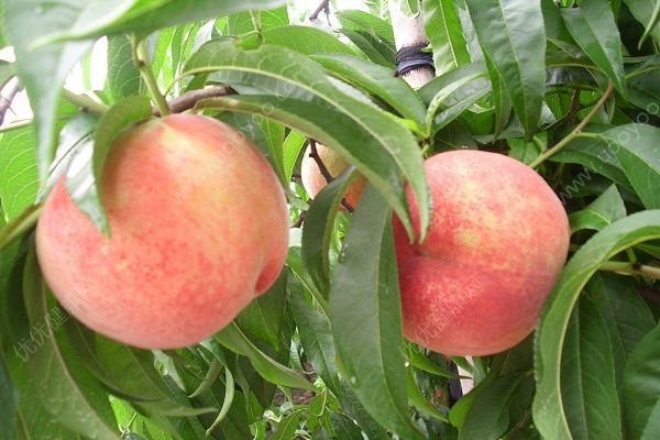桃子含钾高吗？桃子营养成分有哪些？[多图]