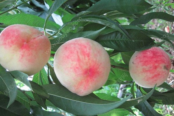 吃桃子嗓子痒 吃桃子会过敏吗？[多图]