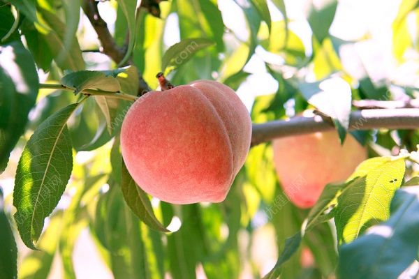 吃桃子可以减肥吗？吃桃子减肥
