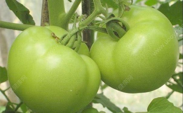 绿番茄能吃吗？绿番茄为什么不能吃？[多图]