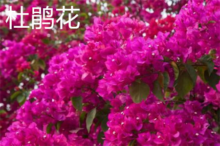 杜鹃花