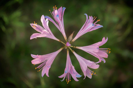 换锦花