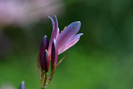 换锦花