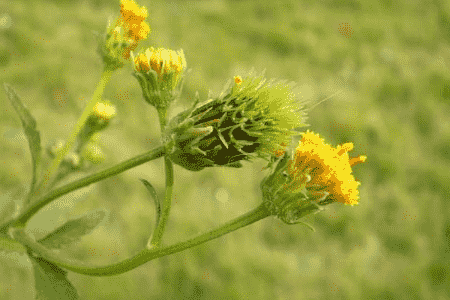 鬼针草