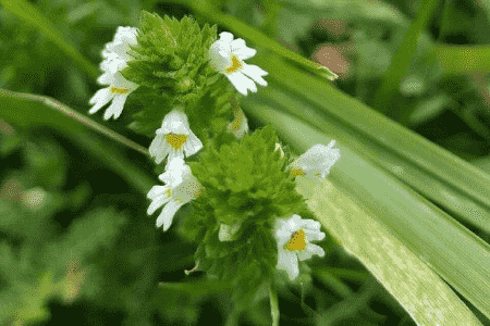 小米草