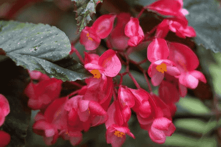 竹节秋海棠