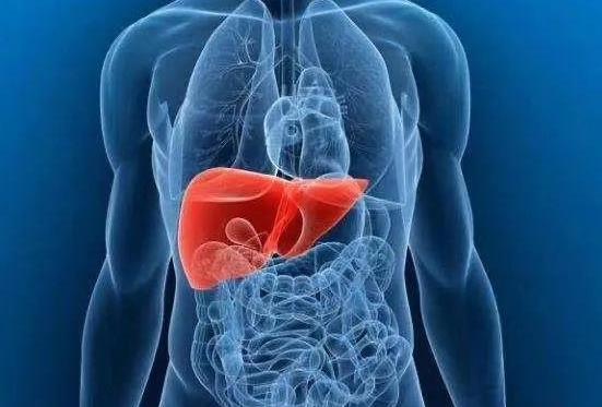 肝脏的生理功能是什么？肝脏不