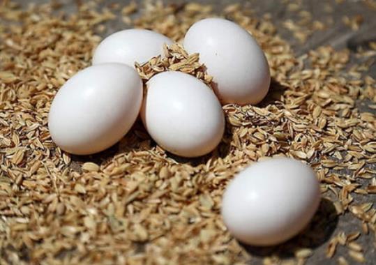 鸽子蛋怎么煮才好吃？透明鸽子蛋宝宝能吃吗