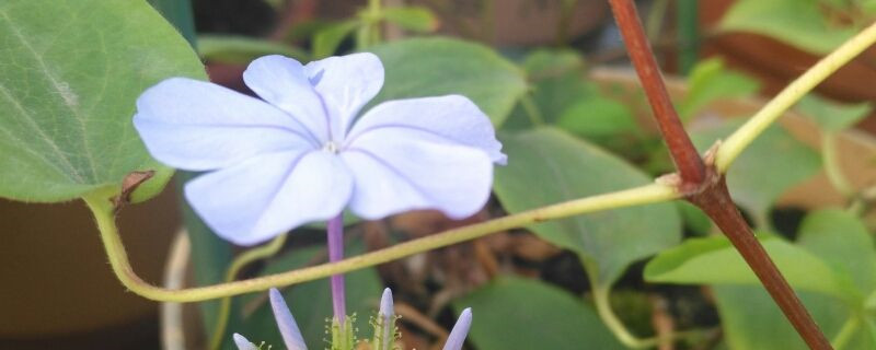 阳台如何养蓝雪花，需要注意什