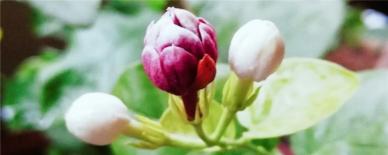 茉莉花几月开，茉莉花一年开几次