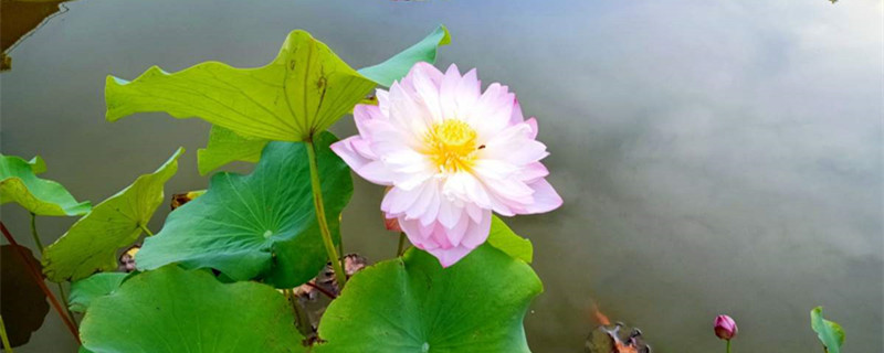 荷花的特点，什么季节开花