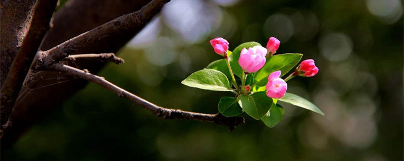 海棠是什么季节开的花，喜欢水